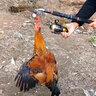 猛攻大物双钩绑好成品大钩青鱼草鱼鲢鳙巨物加强子线双钩 1米 【三层加固大物双钩】9#线10#钩 实拍图