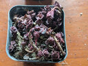 迎虞花苑群生多头多肉植物群生小老桩肉肉办公室内组合盆栽花卉 小球玫瑰6-8头【塑料盆栽好】 晒单实拍图