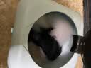 扬子扬子集团内衣裤洗衣机小型迷你洗衣机婴儿洗袜子机神器懒人洗衣机宿舍可移动透明款 12L透明款香芋紫【UV彩光抑菌】 实拍图