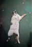 伯纳天纯猫粮经典成猫猫粮 12月龄以上1.5kg 经典系列 晒单实拍图