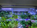 roxin高亮鱼缸LED灯水族箱节能防水灯草缸潜水夹灯水草小型支架 三排白蓝/8W灯长38cm（40-50缸） 实拍图
