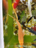中国红冷水淡水观赏鱼锦鲤鱼活鱼金鱼小型好养红鲤鱼纯种小锦鲤 10-12cm长黑白黄红各一条 实拍图