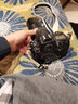 BLKE 相机CF卡适用佳能5D2/5DS/7D/1DX尼康D810/D5/D4S索尼高速相机内存卡 32G 相机CF卡【120M/S】 单卡+CF读卡器 实拍图
