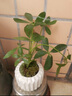 卉轩居鸭脚木绿植盆栽四季常青好养室内办公室客厅小叶栀子花卉桌面植物 鸭脚木+竖纹盆【苔藓】 实拍图