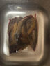 猫扑鱼（mao pu yu）微山湖土泥鳅 淡水鱼类 新鲜鲜活青鳅 大泥鳅 小泥鳅活体现杀 泥鳅半斤装（去头净膛）净重200g 实拍图