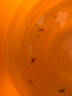 云峰海瑞黑壳虾清洁虾观赏虾 鱼缸水族箱水草缸清洁除藻淡水 【漂亮清洁虾】全家福高端套餐 实拍图