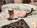 贝初众猫衣服冬季保暖防掉毛幼猫犬猫咪狗狗衣服冬天两脚布偶猫比熊泰迪 樱花粉小熊 XL(建议8-10斤) 带牵引扣 金龟绒两脚装 实拍图