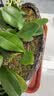 劉閣蘭花兰花蝴蝶兰紫薇仙女浓香花卉盆栽 1株年底开花配瓷白盆源头直发 实拍图