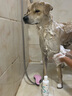禾烁P1S2M2C4营养香波浴液宠物狗狗猫咪沐浴露清洁除臭 237ml 1瓶 【祛油型】S2 实拍图