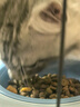 卫加全价猫粮5斤装 成猫幼猫主粮全阶段通用型天然粮2.5kg 实拍图