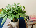 绿荫巷子发财树盆栽室内客厅桌面绿植小盆景三杆发财树苗招财树植物花卉 【现代花形瓷盆】3连杆+石子 实拍图