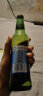 崂山啤酒（laoshan beer）经典系列 316ml*24瓶 青岛崂山啤酒 传统工艺酿造精品 316mL 24瓶 整箱装 实拍图
