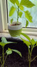 IAM City Farmer盆栽甜椒DIY趣味种植盆栽可食用果蔬种子室内阳台种植儿童种植 实拍图