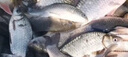 猫扑鱼（mao pu yu）微山湖生态鲫鱼(净膛) 淡水鱼现捕现杀 生鲜 老人孕产妇炖汤 一斤大号鲫鱼（每斤2-3条） 实拍图
