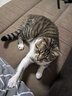 爱它美（AITAMEI） 魅宠 猫爬架猫窝猫树一体猫抓板大型太空舱通天柱猫架子猫咪别墅 (升级双舱)梦幻喵仙堡MX-09 实拍图