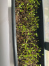 元井汇（YUANJINGHUI）蔬菜种子四季播盆栽阳台庭院香菜生菜菠菜小葱简单秋易种籽孑大全 樱桃萝卜（约500粒） 实拍图