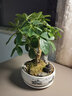 七叶莲好养室内盆栽绿植桌面八方来财办公发财树客厅花卉植物盆景 山水盆【七叶莲】 整套成品（山石苔藓，带盆种好） 实拍图