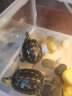 喜莱卡 乌龟缸饲养箱乌龟别墅生态龟缸养龟的专用缸 小型水族箱亚克力客厅生态水草缸 乌龟缸白色中号带过滤 实拍图