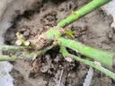 春草碧 玫瑰花苗【买2颗发3颗】庭院阳台地盆栽绿植物花卉老桩四季开花 D冰心之恋 实拍图