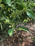 蓝馨花苑嫁接柚子树苗南方北方种植盆栽地栽阳台庭院果树苗柚子苗当年结果 红心蜜柚 5年壮苗 当年结果多多 实拍图