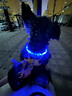 缇芙尼狗绳狗狗外出带灯照明牵引绳遛狗夜间防丢失防车祸充电夜光项圈 发光项圈（蓝色）-70cm自由裁剪 实拍图