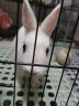 洁西 幼兔专属轻奢口粮2.5kg 宠物兔饲料兔兔通用营养粮食 晒单实拍图