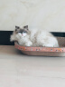 珍宠星球 猫抓板大号60cm瓦楞纸窝碗形猫窝宠物猫玩具猫爪板磨爪器猫咪用品可玩可躺 晒单实拍图