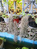 莺歌燕舞【新奇植物】捕蝇草植物花卉绿植驱蚊阳台盆栽食虫趣味猪笼草室内 老人须大挂约80克（不含盆） 原盆载好发货 实拍图