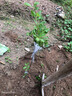 芥圃三华李子树苗嫁接信宜钱排银妃大三华李红心早晚熟李子苗新品种 钱排银妃三华李嫁接苗【带土带叶】 3年苗 高度：70-100公分 实拍图