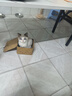 喵丽丝猫抓板猫爬架一体耐磨不掉屑剑麻抓柱耐抓逗猫棒猫咪玩具自嗨解闷 【品质特惠款】四合一猫抓柱50cm 收藏加购优先发货 实拍图