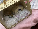 布卡星仓鼠天然纸棉无尘垫料保暖祛味吸水木屑金丝熊龙猫用品450g 紫白色900g（送棉球100粒） 实拍图