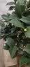 春枝韵盆栽茶花苗 四季常青香妃茶花盆栽花期带花苞 浓香型庭院室内花卉 南海红茶 6年苗【独杆65cm冠幅优美】 实拍图