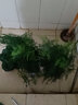 文竹盆景植物 室内绿色盆栽桌面观叶花卉绿植 大文竹5年苗【2盆】 不含盆 实拍图