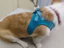 TRUELOVE狗狗牵引绳小型犬狗绳子遛狗绳背心式泰迪柯基宠物用品小狗胸背带 湖蓝色 M(胸围44-48cm)建议11-14斤选择 实拍图