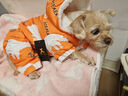 华元宠具（hoopet）狗狗衣服冬天保暖四脚羽绒服宠物小型犬比熊柯基棉服泰迪冬季衣服 【加厚加绒】四脚棉服 橘 XL：背长37cm【建议9-12斤】 实拍图