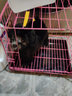 蒂瑞科纯种灰色泰迪宠物狗活体泰迪狗活体犬小型犬小泰迪幼犬贵宾犬 宠物级 灰泰迪 公 实拍图