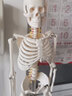 ENOVO颐诺85CM人体骨骼脊神经模型 医学用瑜伽健身教学习 骨骼模型人体骨骼模型医用教学骨架脊柱 实拍图