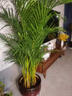 叹为观止 大型盆栽 单杆辫子发财树天堂鸟绿萝散尾葵办公室内开业乔迁礼品 散尾葵1.7—1.9米【聚宝盆】 不含盆 实拍图