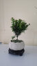 幼薇茉莉花盆栽花苗四季常青植物室内花卉开花不断绿植盆栽 小叶栀子花+祥瑞狮盆+方底盘 带盆栽好 实拍图