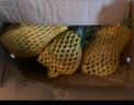 鲁禧香水菠萝 热带新鲜水果 孕妇水果 应季时令生鲜 新鲜采摘整个发货 斤足两（非实物） 实拍图