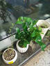 卉轩居鸭脚木绿植盆栽四季常青好养室内办公室客厅小叶栀子花卉桌面植物 鸭脚木+竖纹盆【苔藓】 实拍图