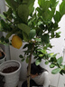 花喜鹊脆皮金桔树苗带果发货盆栽纯甜蜜糖金桔苗可食用橘子树苗室内四季 九年金桔壮苗盆栽 实拍图