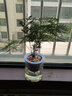 雅卉水培植物盆栽发财树办公室内小绿植芦荟吊兰花卉盆栽好养 【聚财套餐】发财树+富贵竹+文竹 含盆 实拍图