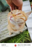 奥丁（ODIN）猫粮 鲜肉美毛 幼猫成猫美短英短蓝猫暹罗猫 鱼肉味天然猫粮2kg 实拍图