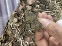 靠农庄 金线莲正宗深山老林采摘福建南靖林下种植整株干品 金线莲【100克圆礼盒】 100g*1盒 实拍图