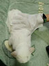 小许宠物免洗手套狗狗猫咪干洗湿巾除臭洗猫犬免洗澡清洁脚底擦屁股 6片1包*6包 实拍图