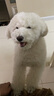 路斯狗狗零食鸡胸肉干肉条幼犬成犬狗粮磨牙训练狗零食 鸡肉片330g*3 实拍图