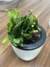 若绿绿萝水培植物室内阳台桌面蓄水盆盆栽水培居家免打理源头直发包邮 蟹爪兰 白色蓄水盆 实拍图
