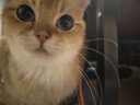 玲珑猫宠物智能可视自动喂食器 猫碗猫粮狗粮定时定量猫咪自动投食器 智能版-远程智能APP 晒单实拍图