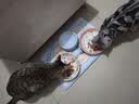小李子德国猫罐头莱昂纳多无谷猫主食罐头猫零食猫罐头猫咪湿粮 经典家禽200g*6 实拍图